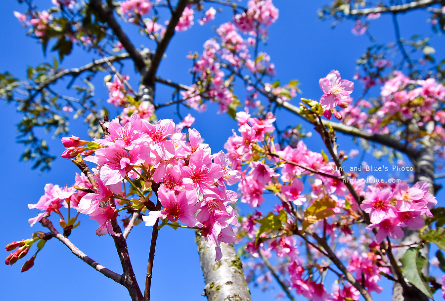 芬園花卉休憩園區-櫻花園區201809 芬園花卉休憩園區-櫻花園區201809
