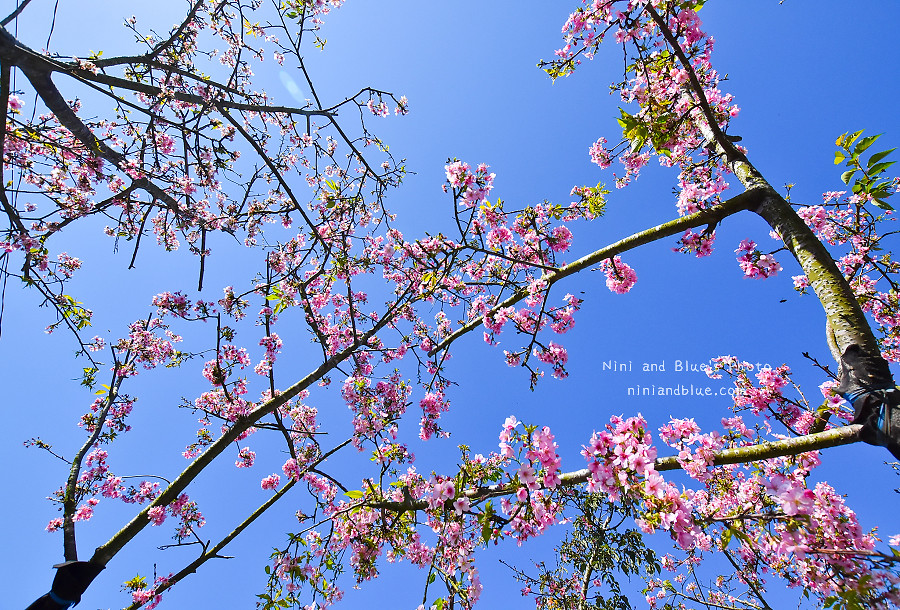 芬園花卉休憩園區-櫻花園區201805 芬園花卉休憩園區-櫻花園區201805