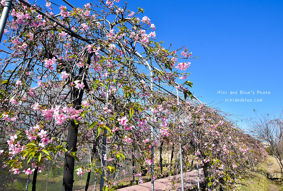 芬園花卉休憩園區-櫻花園區201804 芬園花卉休憩園區-櫻花園區201804