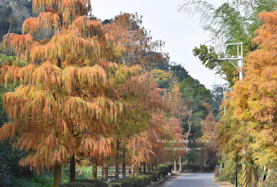 台中泰安如光寺落羽松秘境07