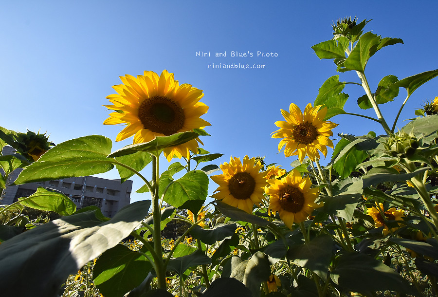 台中向日葵花海國資圖06