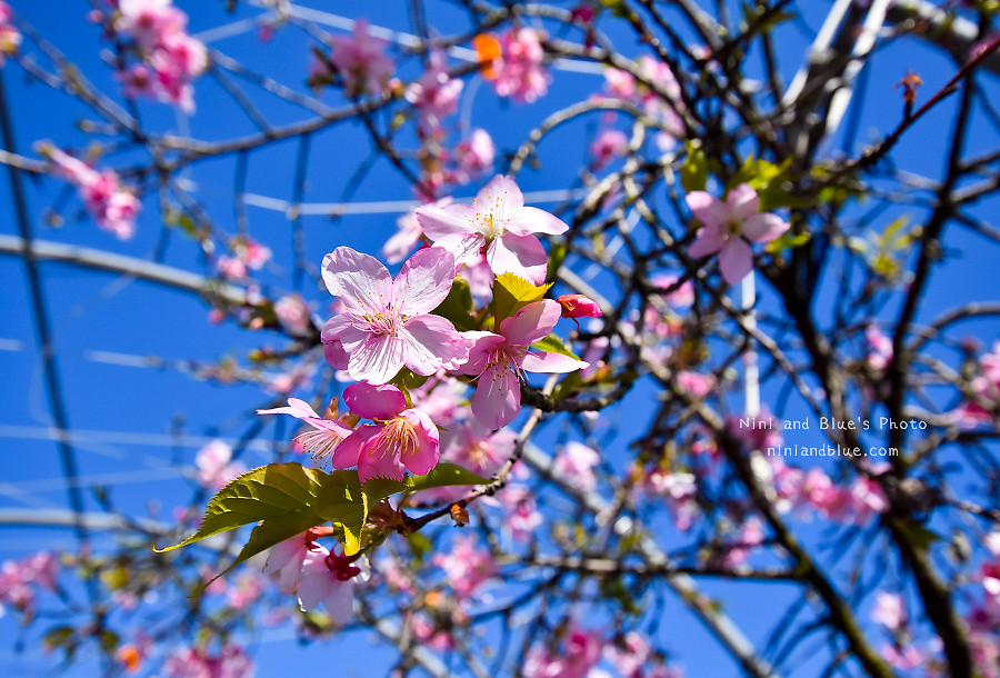 芬園花卉休憩園區-櫻花園區201803 芬園花卉休憩園區-櫻花園區201803
