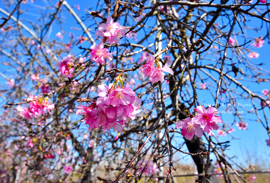 芬園花卉休憩園區-櫻花園區201801