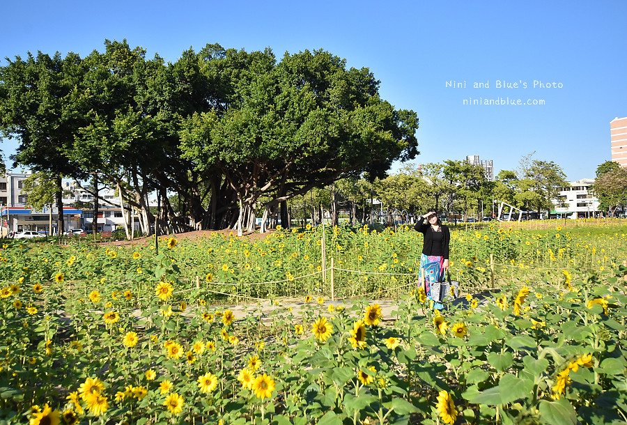 台中向日葵花海國資圖11