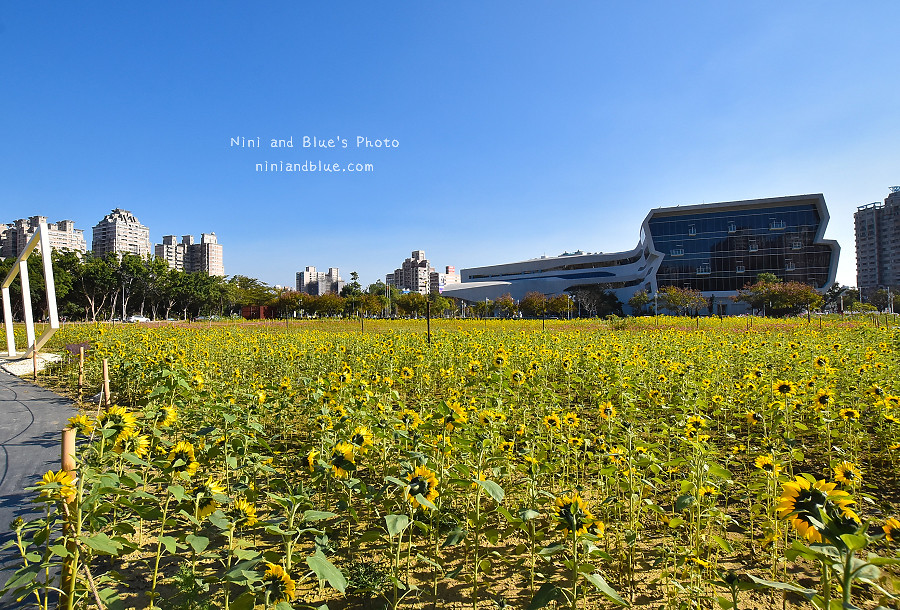 台中向日葵花海國資圖02