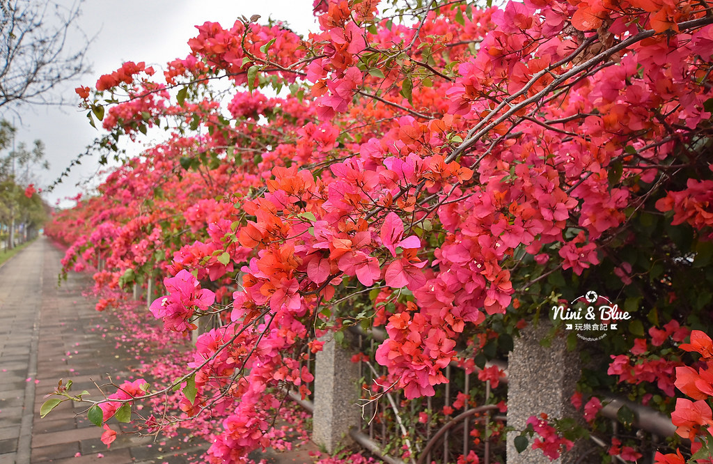 台中九重葛 東大公園 中科管理局01