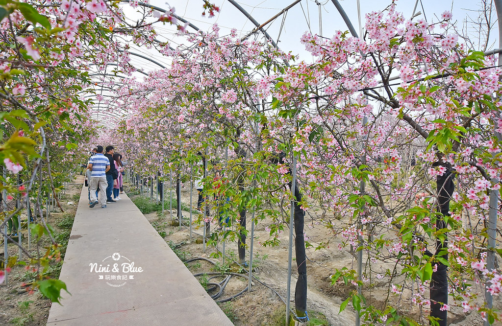 櫻花種苗場 台中彰化芬園04 2019櫻花種苗場 台中彰化芬園04