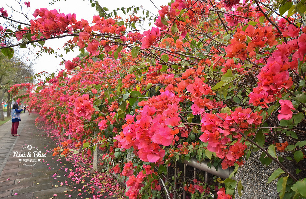 台中九重葛 東大公園 中科管理局09