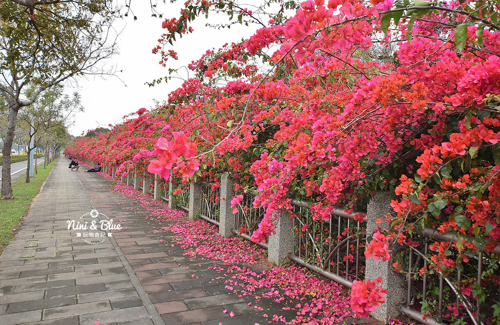 台中九重葛 東大公園 中科管理局07