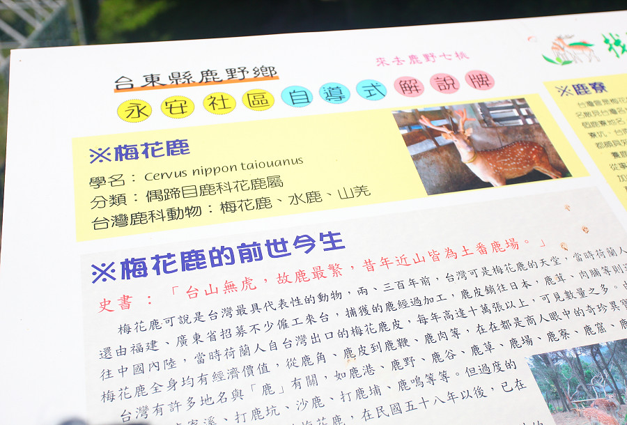 台東景點鹿野武陵綠色隧道B13