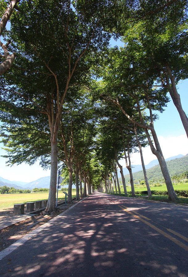 台東景點龍田自行車道A13