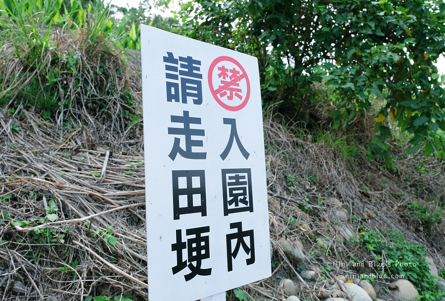 外埔薑荷花.台中景點06