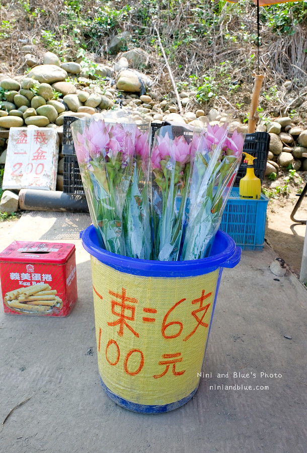 外埔薑荷花.台中景點05