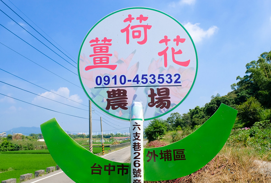 外埔薑荷花.台中景點02