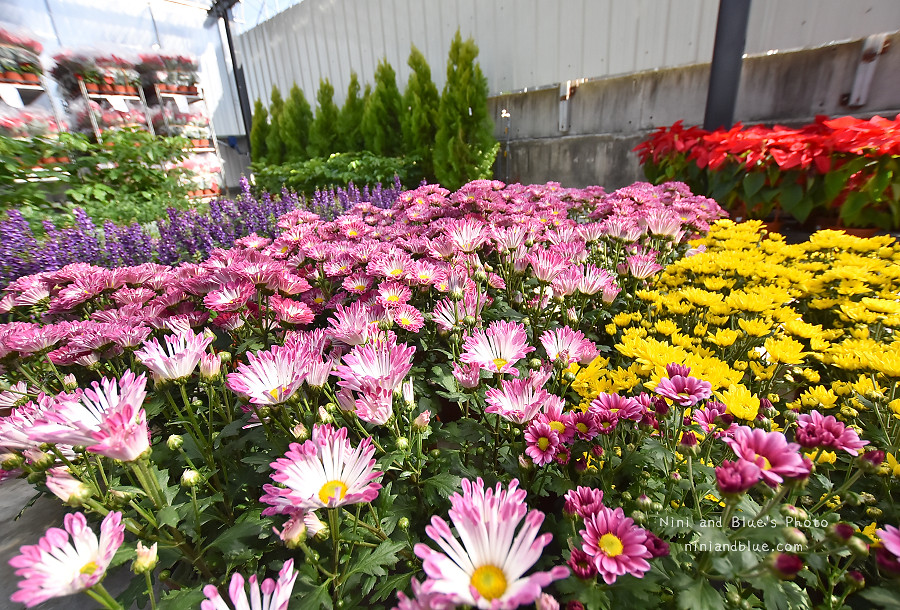 江合花市.台中花市.多肉植物17