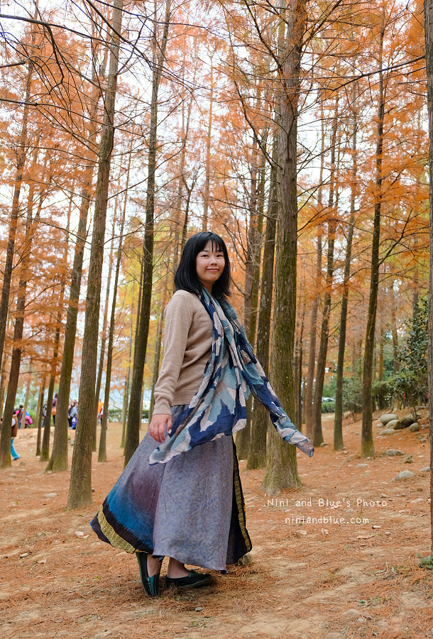 台中泰安如光寺落羽松秘境09