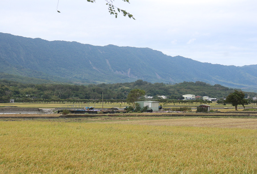 台東池上還鄉自行車道11