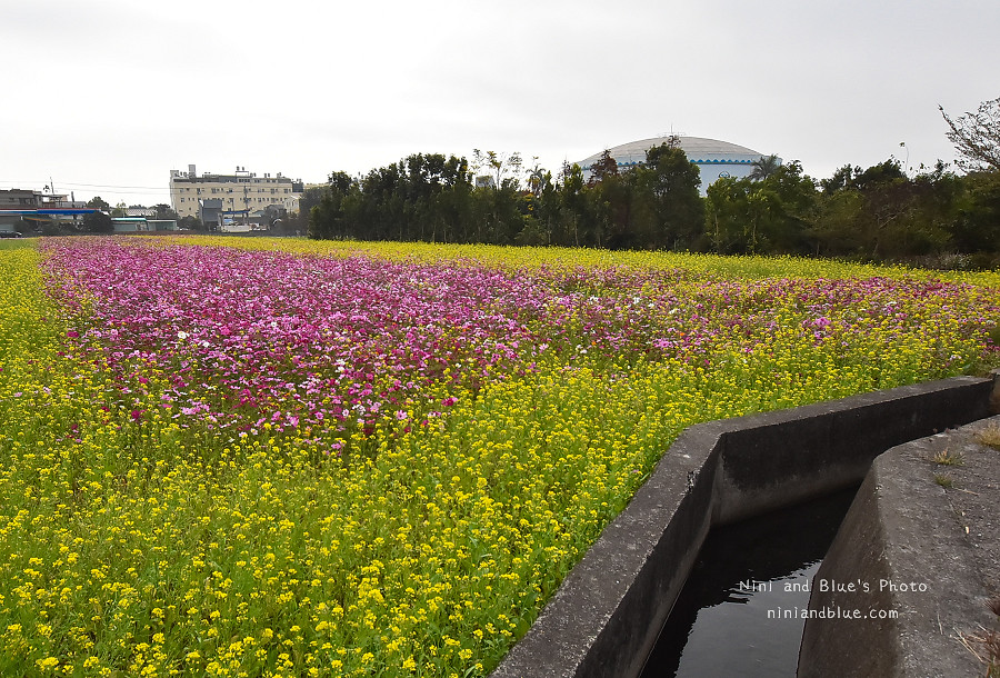 台中花海.廣福花海季15