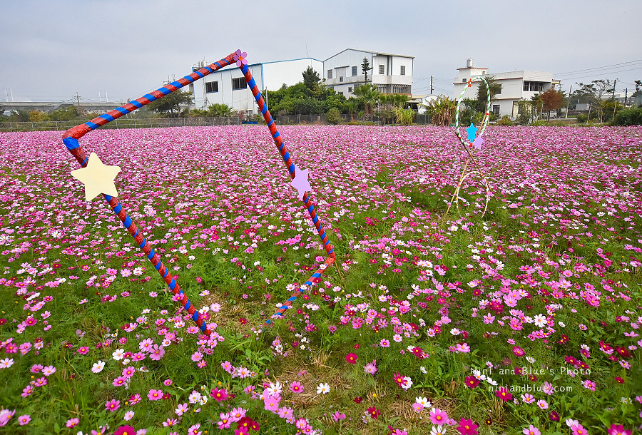 台中花海.廣福花海季12