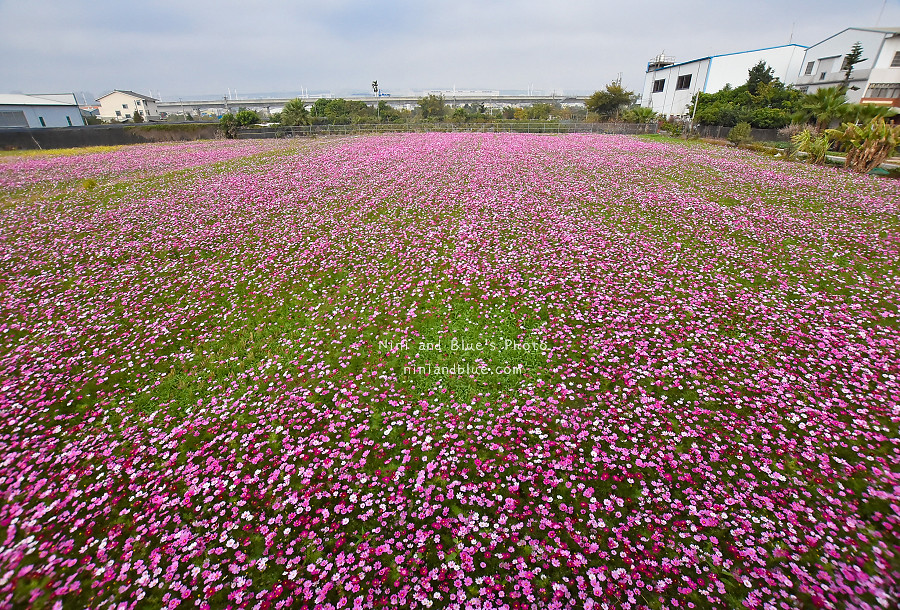 台中花海.廣福花海季11