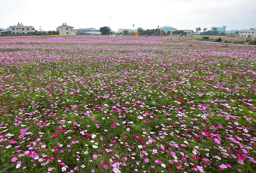 台中花海.廣福花海季10