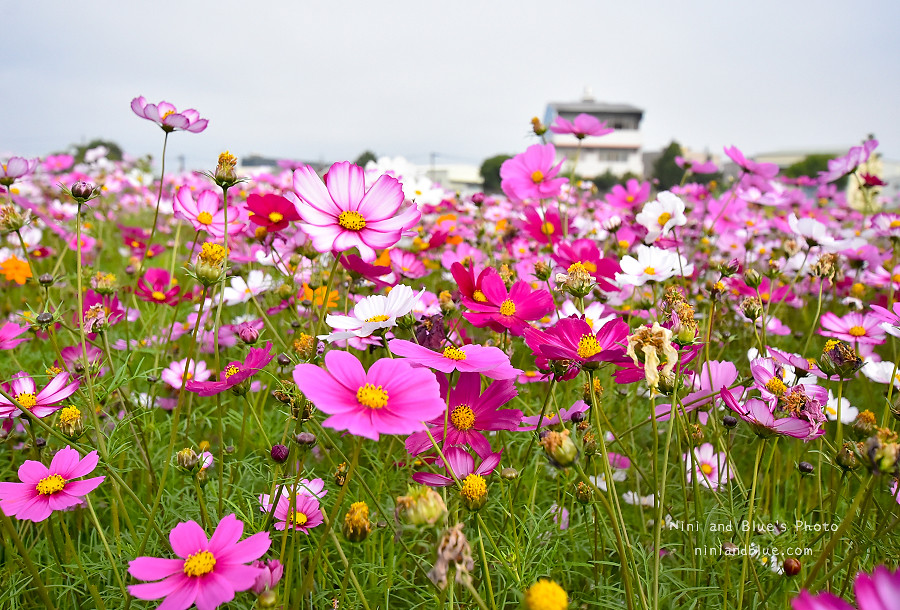 台中花海.廣福花海季09