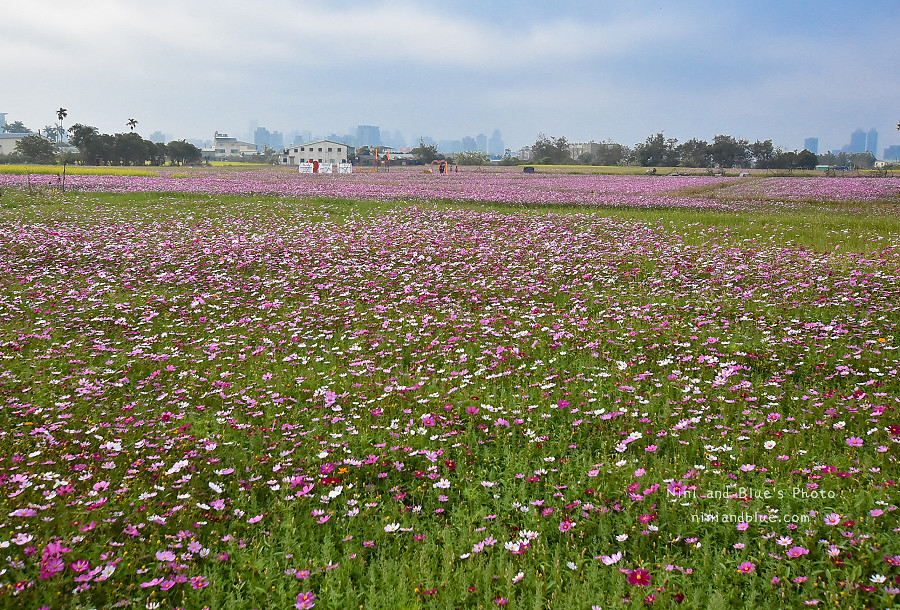 台中花海.廣福花海季08