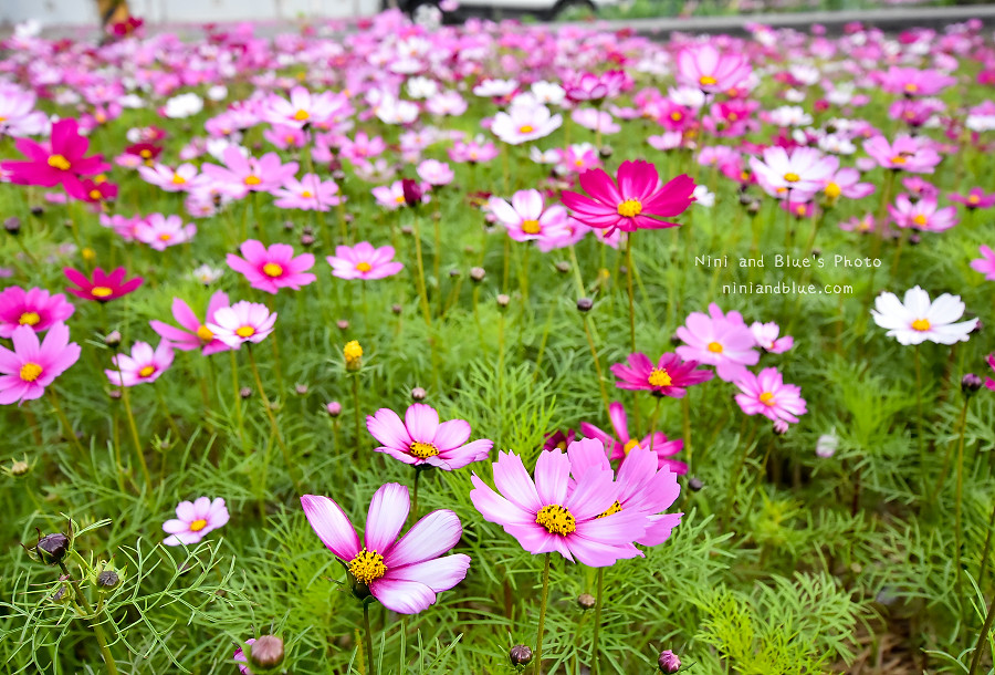 台中花海.廣福花海季03