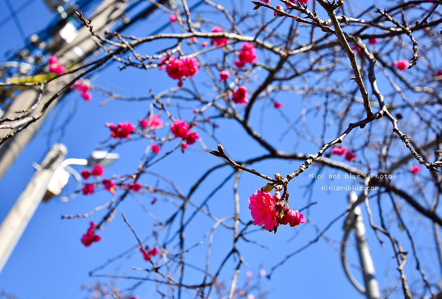 芬園花卉休憩園區-櫻花園區201815 芬園花卉休憩園區-櫻花園區201815
