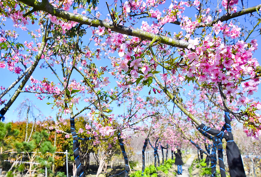 芬園花卉休憩園區-櫻花園區201806 芬園花卉休憩園區-櫻花園區201806