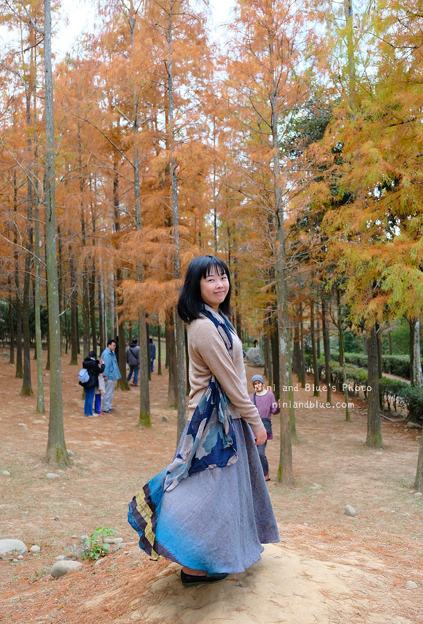 台中泰安如光寺落羽松秘境13