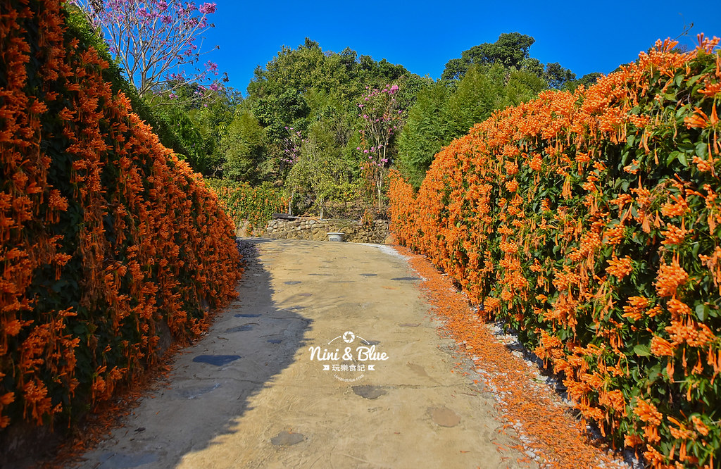 台中炮杖花秘境.霧峰景點10