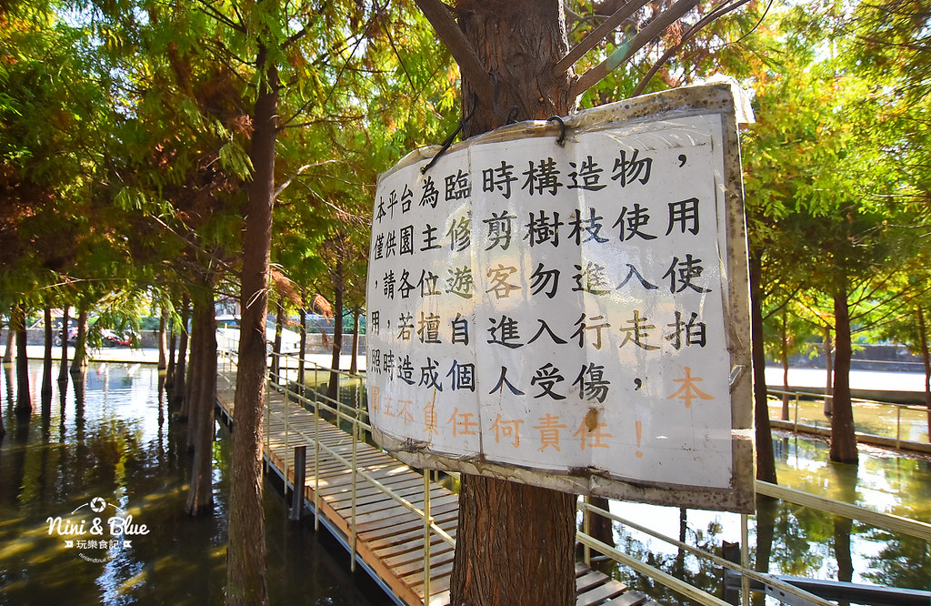 中科落羽松.台中落羽松秘境05 中科落羽松.台中落羽松秘境05