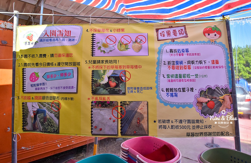 草莓世界.台中採草莓13
