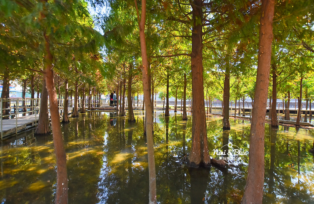 中科落羽松.台中落羽松秘境13