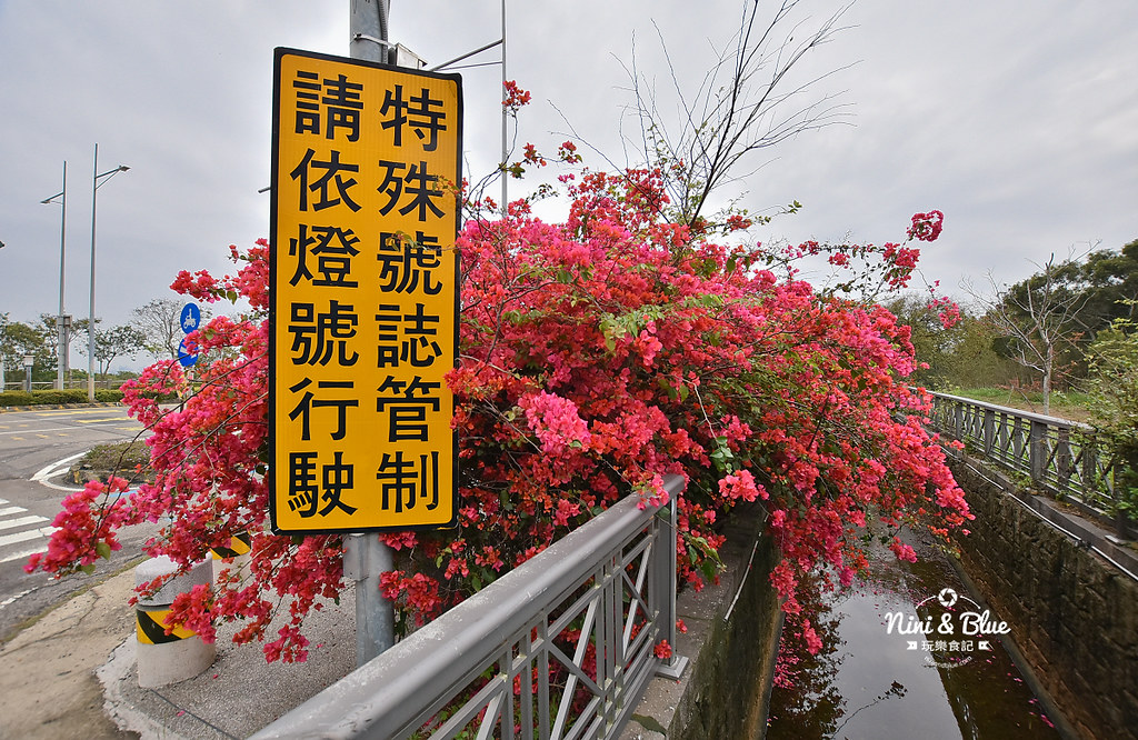 台中九重葛 東大公園 中科管理局11