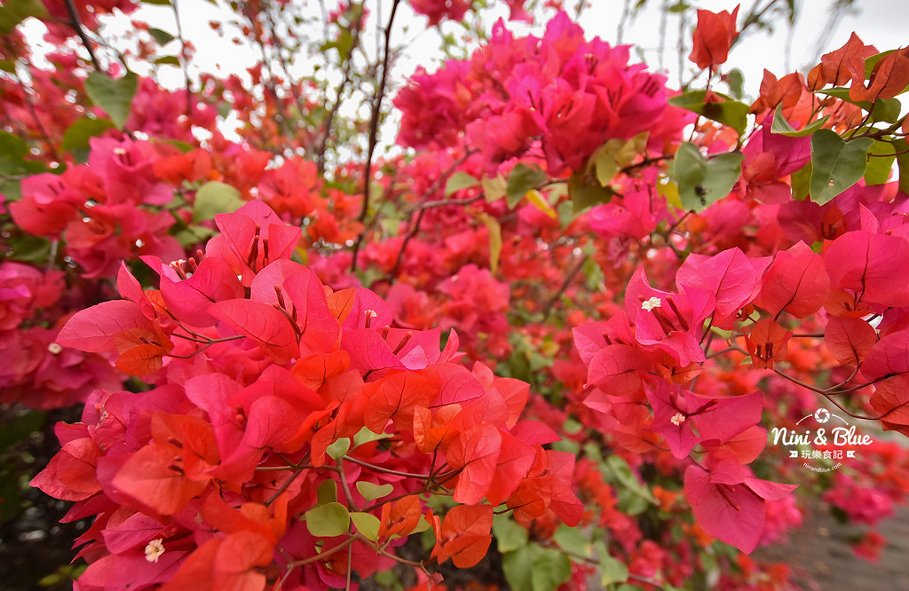 台中九重葛 東大公園 中科管理局10
