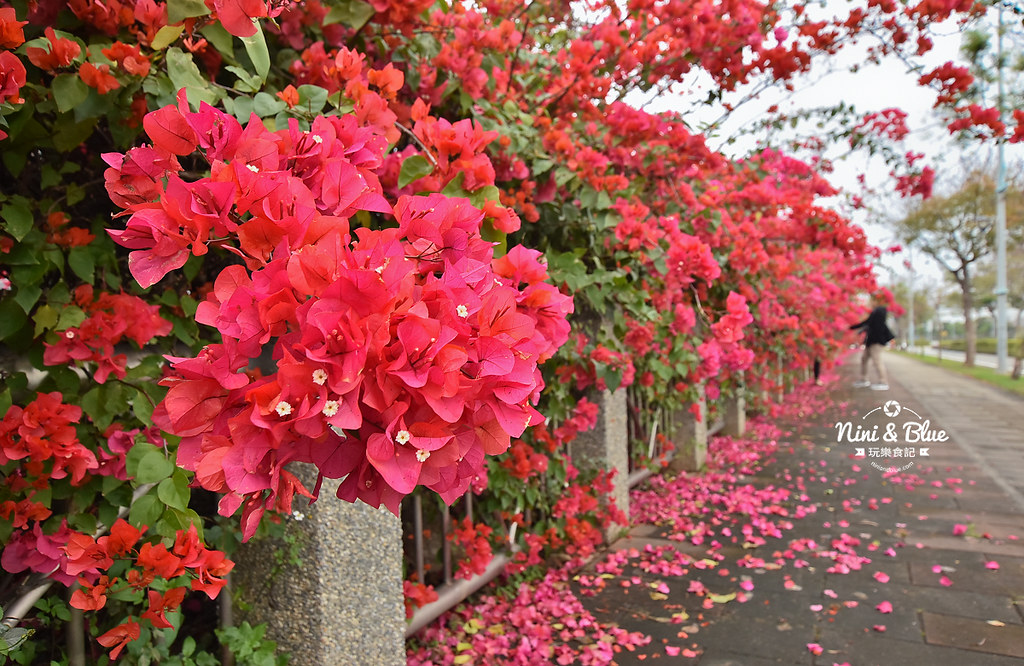 台中九重葛 東大公園 中科管理局08