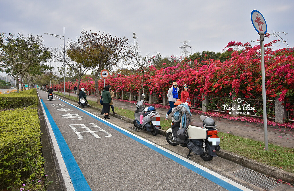 台中九重葛 東大公園 中科管理局06
