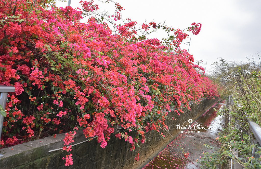 台中九重葛 東大公園 中科管理局05
