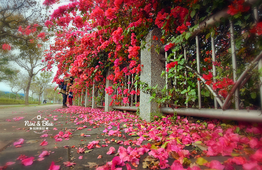 台中九重葛 東大公園 中科管理局04