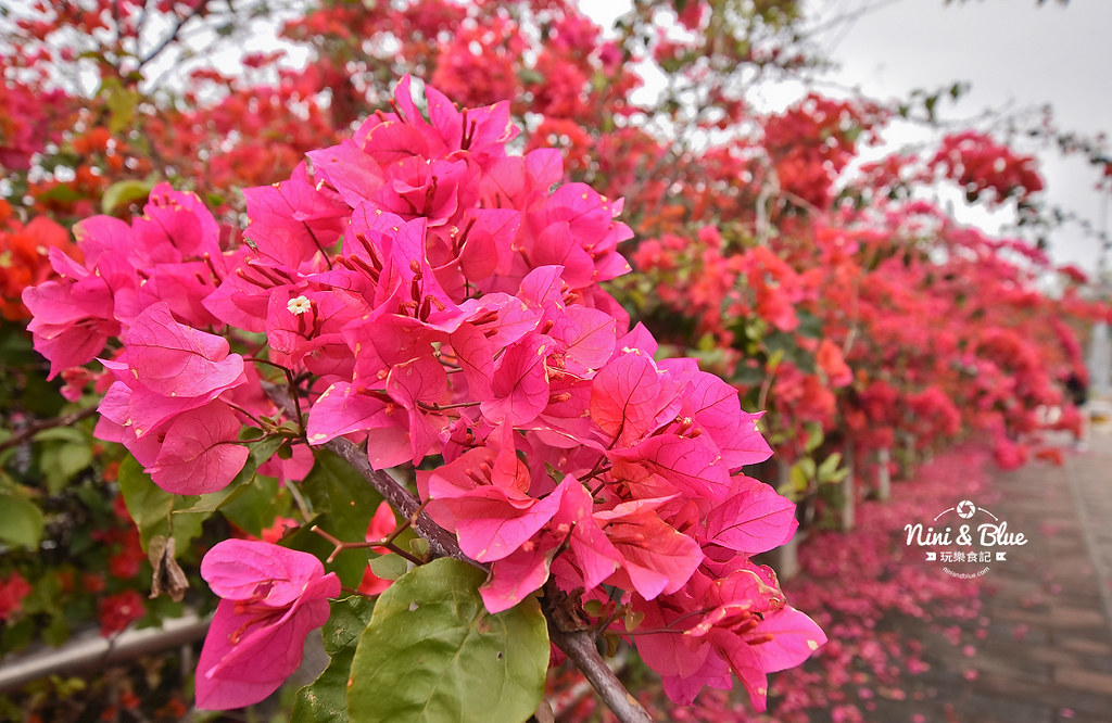 台中九重葛 東大公園 中科管理局02