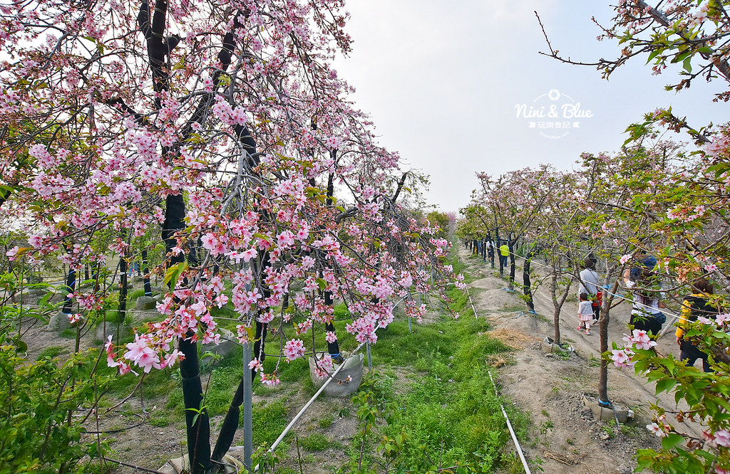 櫻花種苗場 台中彰化芬園03 2019櫻花種苗場 台中彰化芬園03