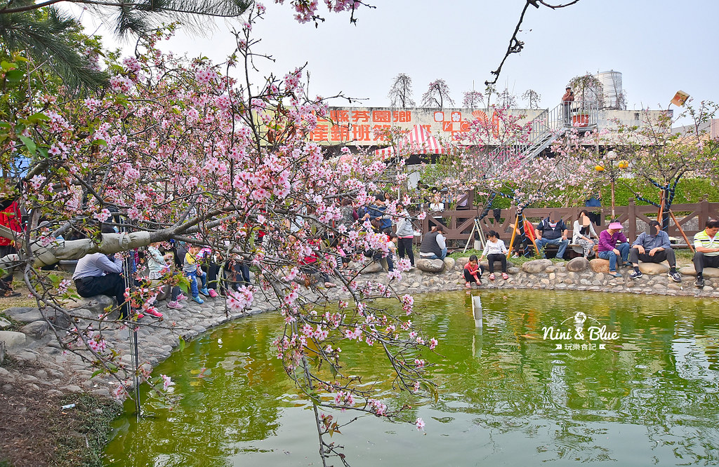 櫻花種苗場 台中彰化芬園01 2019櫻花種苗場 台中彰化芬園01