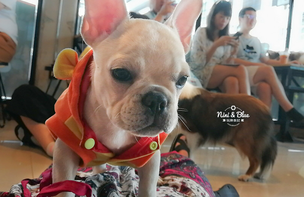 HoPs Dog Cafe泰國曼谷狗狗餐廳bkk 30