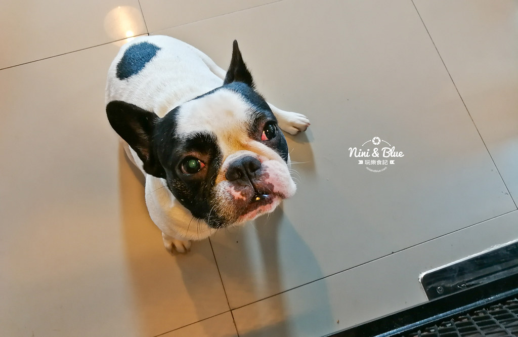 HoPs Dog Cafe泰國曼谷狗狗餐廳bkk 13