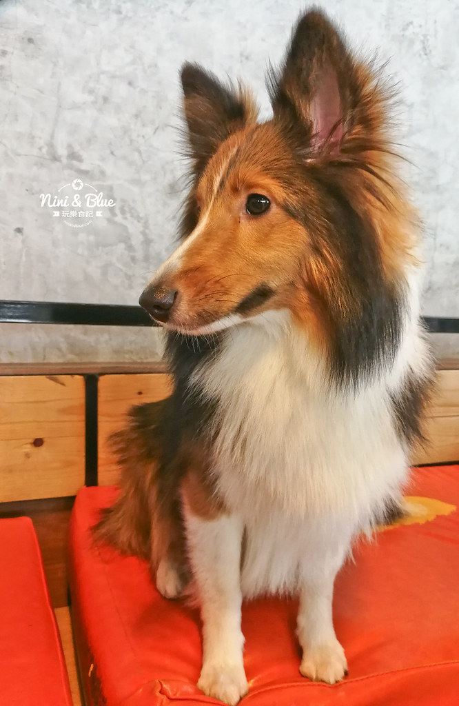 HoPs Dog Cafe泰國曼谷狗狗餐廳bkk 28