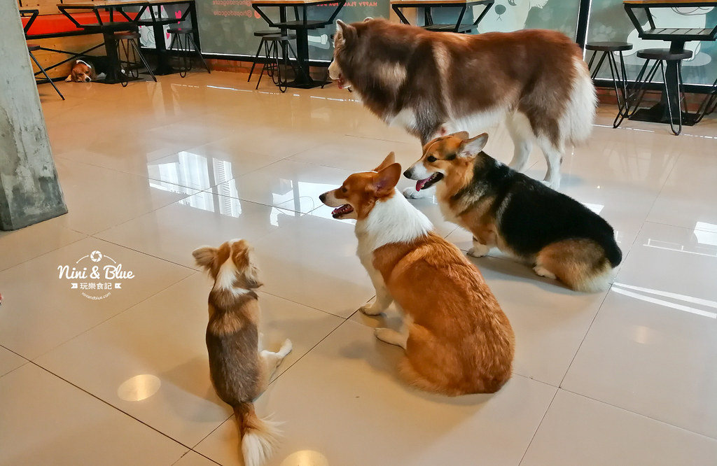 HoPs Dog Cafe泰國曼谷狗狗餐廳bkk 12 HoPs Dog Cafe泰國曼谷狗狗餐廳bkk 12