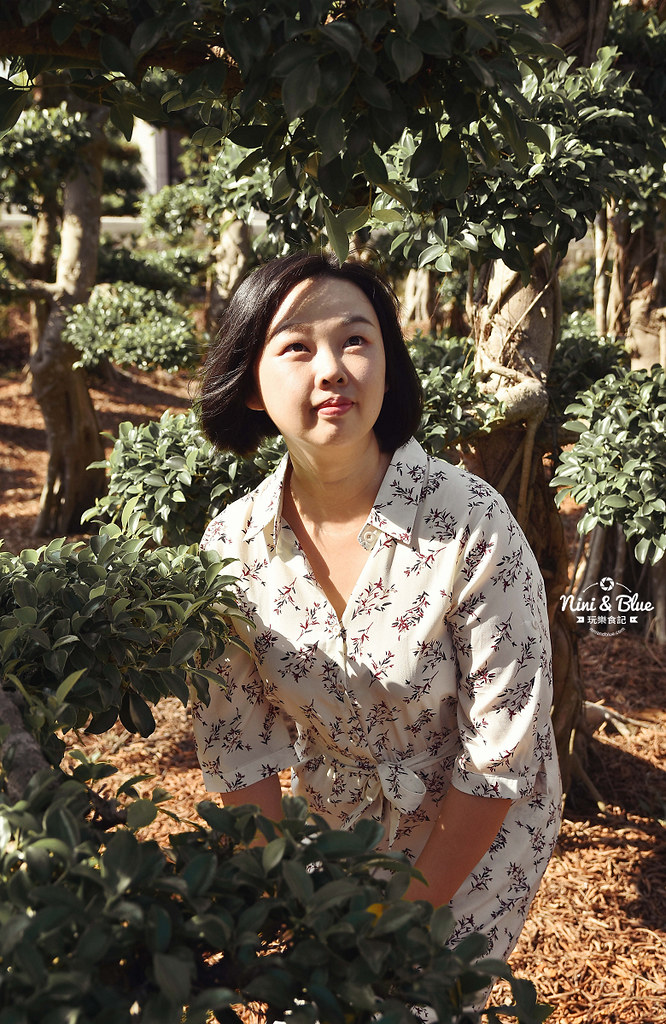 彰化田尾景點 小葉欖仁 冬季戀歌22
