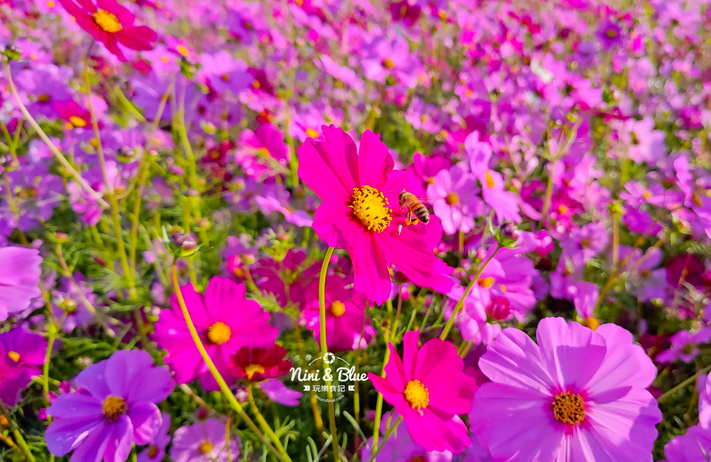 新社花海201907
